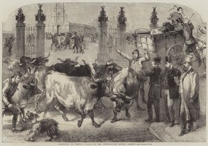 Inspection of Foreign Cattle at the Metropolitan Cattle Market